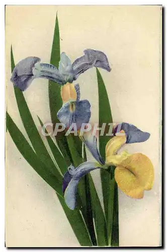 Cartes postales Fantaisie Fleurs