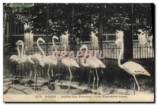 Cartes postales Paris Jardin des Plantes Les flamants roses