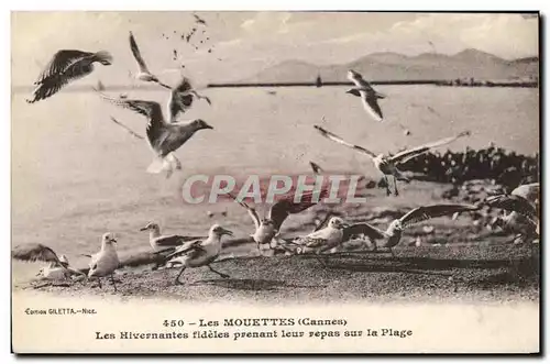 Cartes postales Les mouettes Cannes Les Hivernantes fideles pendant leur repas sur la plage