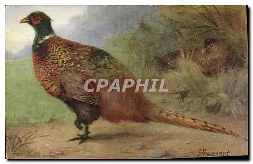 Cartes postales The pheasant Faisan