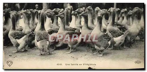 Cartes postales Oies Une famille en villegiature