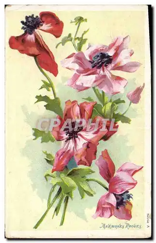 Cartes postales Fantaisie Fleurs Anemones rouges