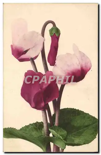 Cartes postales Fantaisie Fleurs