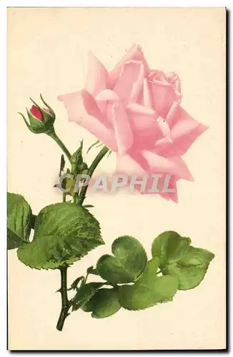 Cartes postales Fantaisie Fleurs