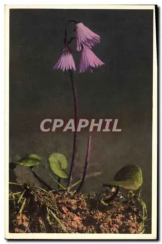 Cartes postales Fantaisie Fleurs Soldanella alpina