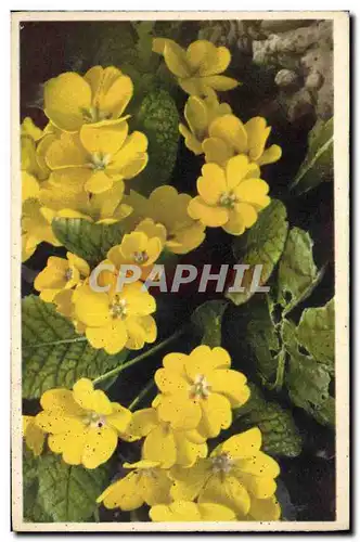 Cartes postales Fantaisie Fleurs Primule gialle Gelbe Primeln