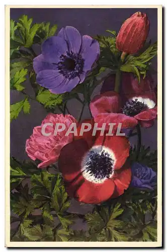 Cartes postales Fantaisie Fleurs Anemones des fleuristes