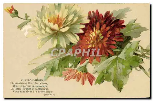 Cartes postales Fantaisie Fleurs Chrysantheme