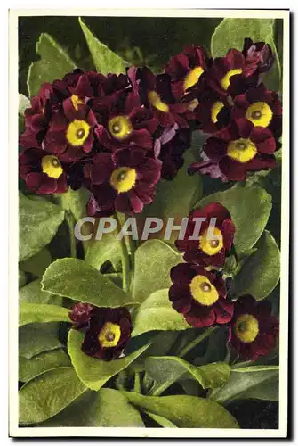 Cartes postales Fantaisie Fleurs Oreille d&#39ours