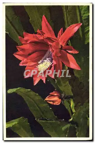 Cartes postales Fantaisie Fleurs Cactus des fleuristes