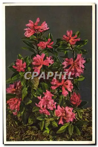 Cartes postales Fantaisie Fleurs Alpenrose