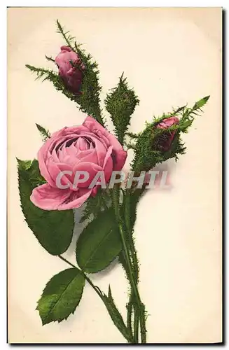 Cartes postales Fantaisie Fleurs