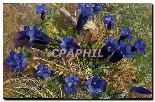 Cartes postales Fantaisie Fleurs Gentiana Verna