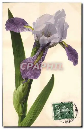 Cartes postales Fantaisie Fleurs