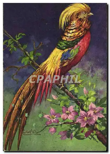 Cartes postales Oiseau