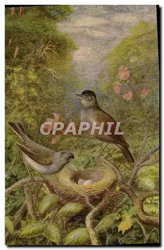 Cartes postales Blackcap