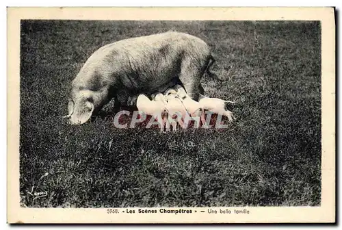 Cartes postales Cochon Porc Une belle famille