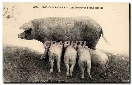 Ansichtskarte AK Cochon Porc Une heureuse petite famille