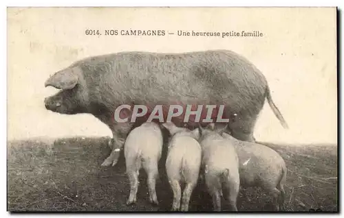 Ansichtskarte AK Cochon Porc Une heureuse petite famille