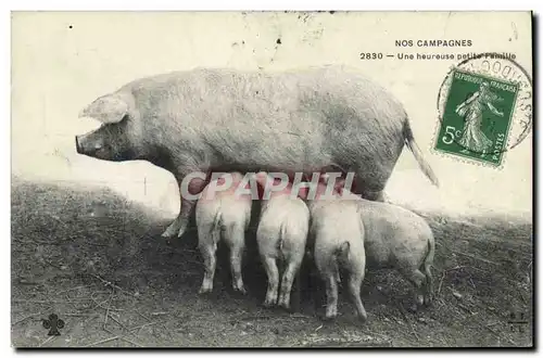 Ansichtskarte AK Cochon Porc Une heureuse petite famille