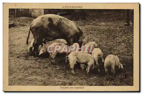 Ansichtskarte AK Cochon Porc Auvergne Repas en famille