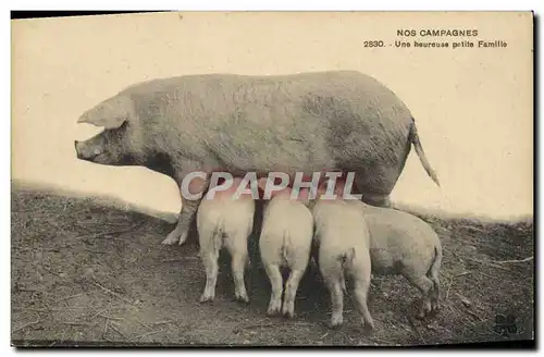 Ansichtskarte AK Cochon Porc Une heureuse petite famille