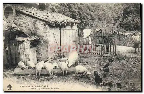 Ansichtskarte AK Cochon Porc Petit dejeuner en famille