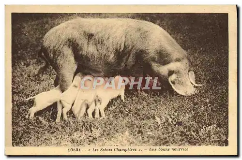 Cartes postales Cochon Porc Une bonne nourrice