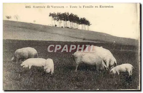 Ansichtskarte AK Cochon Porc Toute la famille en excursion