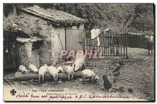 Cartes postales Cochon Porc Petit dejeuner en famille