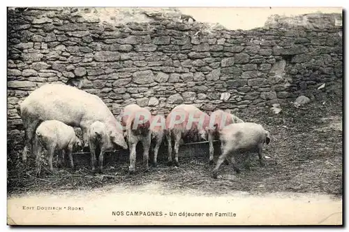 Cartes postales Cochon Porc Un dejeuner en famille