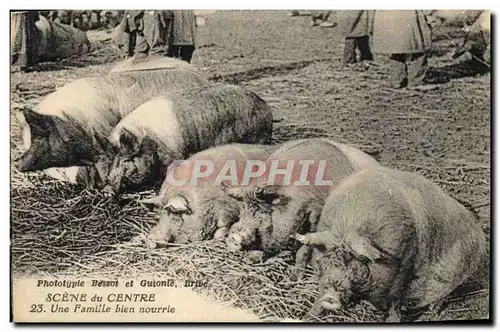 Cartes postales Cochon Porc Scene du Centre Une famille bien nourrie