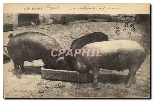 Ansichtskarte AK Cochon Porc En ballade