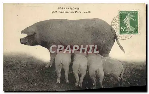 Ansichtskarte AK Cochon Porc Une heureuse petite famille