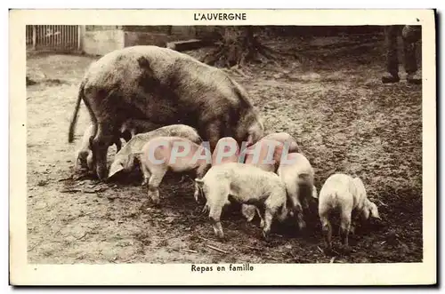 Ansichtskarte AK Cochon Porc Repas en famille Auvergne