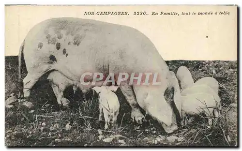 Ansichtskarte AK Cochon Porc En famille tout le monde a table