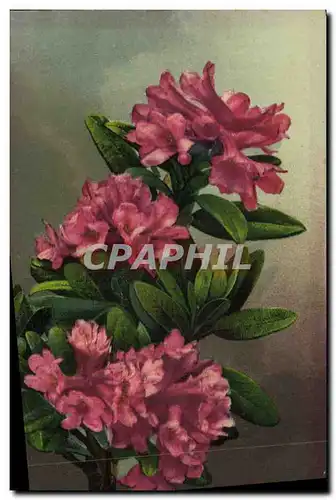 Cartes postales Fantaisie Fleurs