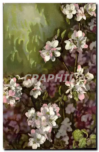 Cartes postales Fantaisie Fleurs