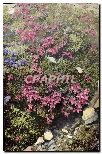 Cartes postales Fantaisie Fleurs