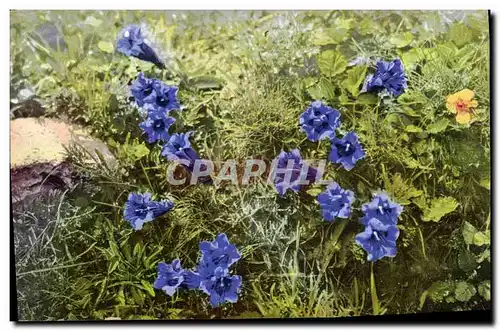 Cartes postales Fantaisie Fleurs