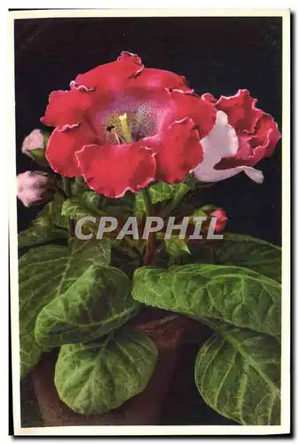 Cartes postales Fantaisie Fleurs