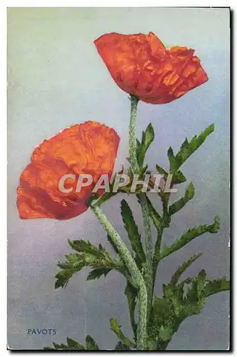 Cartes postales Fantaisie Fleurs Pavots