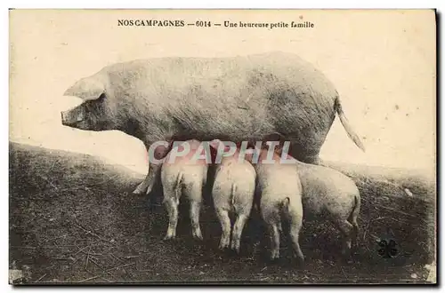 Ansichtskarte AK Cochon Porc Une heureuse famille