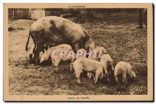 Ansichtskarte AK Cochon Porc Auvergne Repas en famille