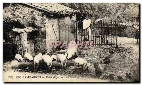 Cartes postales Cochon Porc Petit dejeuner en famille