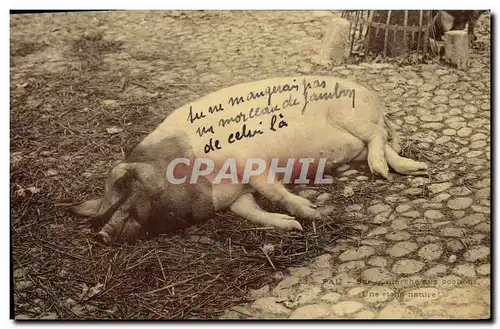 Cartes postales Cochon Porc