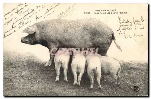 Ansichtskarte AK Cochon Porc Une heureuse petite famille