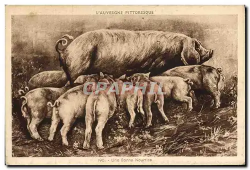 Cartes postales Cochon Porc Auvergne Une bonne naurice