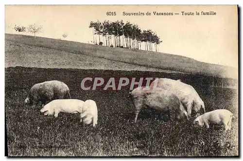 Cartes postales Cochon Porc Toute la famille