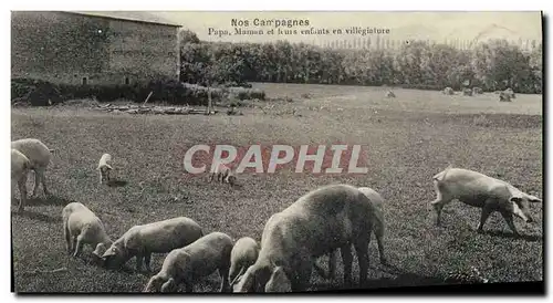 Ansichtskarte AK Cochon Porc Papa Maman et leurs enfants en villegiature